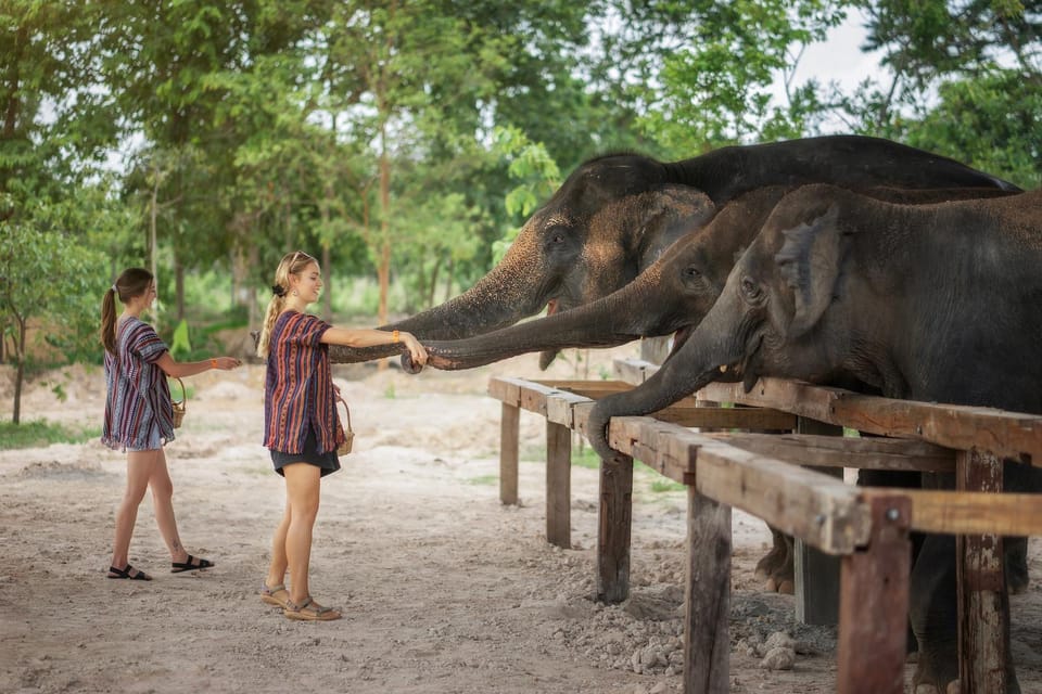 Chiang Mai: Ethical Elephant Encounter Feeding Program - Logistics in Chiang Mai: Transport and Keeping Your Day Smooth