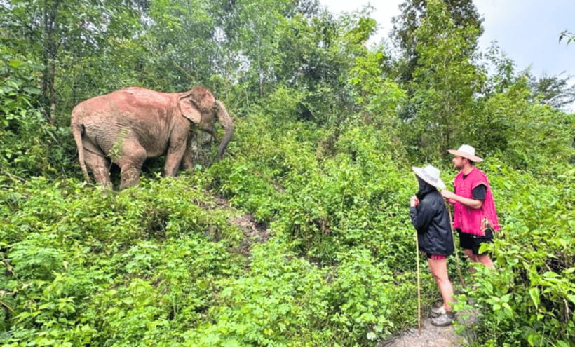 Chiang Mai: Ethical Half Day Elephant Sanctuary & Waterfall - Elephant food prep and feeding rules that matter