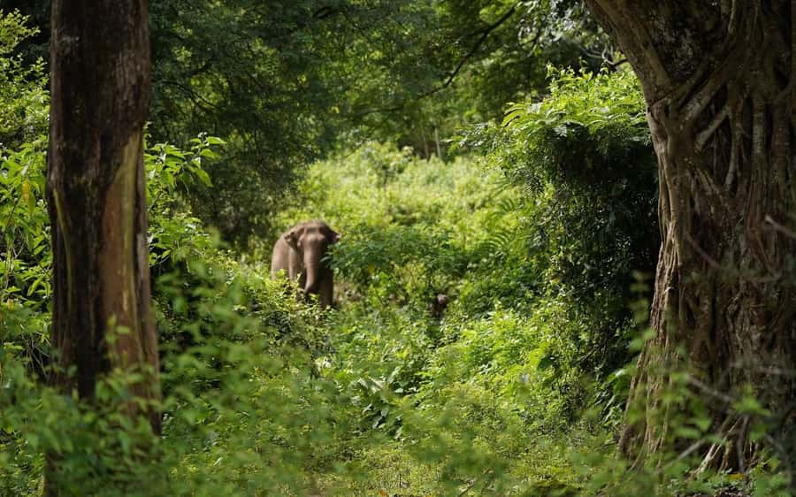 Chiang Mai Half-Day Adventure: River Tubing & Waterfall - Key highlights worth your attention