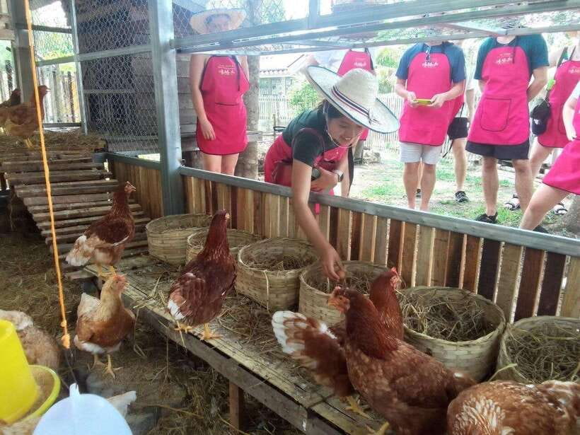 Chiang Mai: Half Day Cooking Class at Organic Farm - The hands-on cooking flow: five to six categories, your own spice level