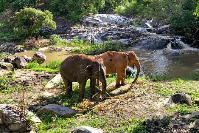 Chiang Mai Half Day Elephant Sanctuary Observation and Waterfall - Key points at a glance