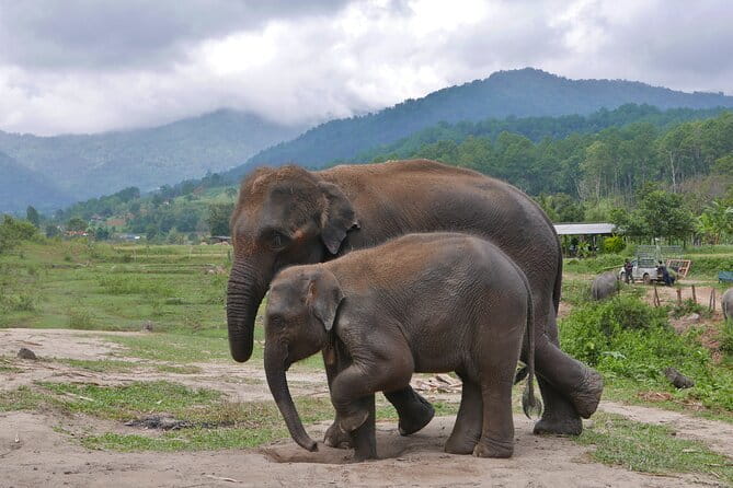 Chiang Mai Half Day Elephant Sanctuary Observation and Waterfall - Food, drinks, and included extras for the money
