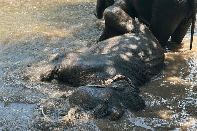 Chiang Mai Half Day Tour: Doi Inthanon Elephant Sanctuary - The 5-hour flow: elephants grazing, jungle paths, and river bathing