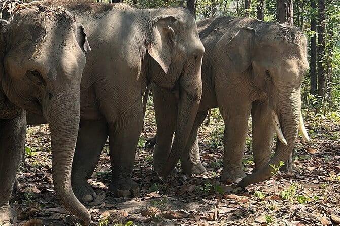 Chiang Mai Half Day Tour: Doi Inthanon Elephant Sanctuary - Getting from Chiang Mai: start time, drive time, and how to plan your morning