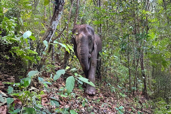 Chiang Mai: Inthanon, Elephant Sanctuary Observation & Waterfall - Key things I think you’ll notice right away