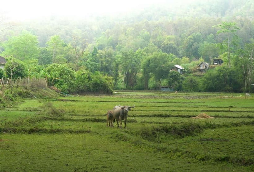Chiang Mai: Jungle Jumbo Elephant Sanctuary with Waterfall - What I’d pack (based on what the tour actually asks for)