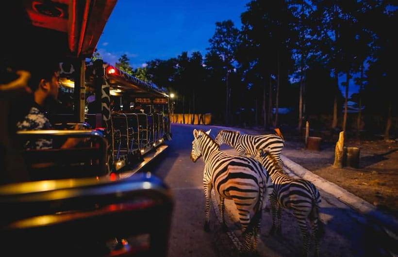 Chiang Mai Night Safari Ticket & Tram Rides Optional Pickup - Chiang Mai Night Safari by Tram: what this experience really feels like