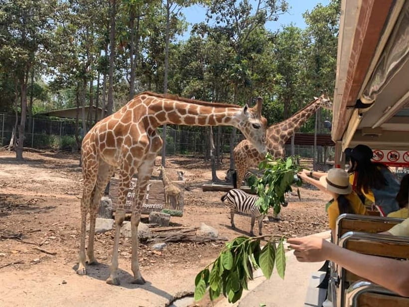 Chiang Mai Night Safari Ticket & Tram Rides Optional Pickup - Optional hotel pickup: when it helps, and where to meet if it doesn’t
