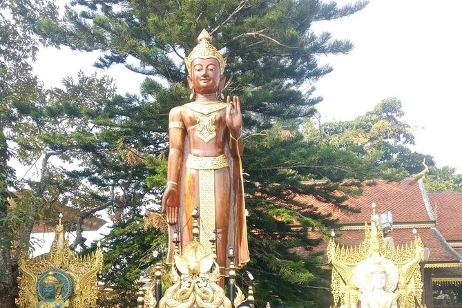 Chiang Mai Private Tour with Tea Plantation, Karen Village, Doi Suthep - The tea plantation experience: learning about organic tea production