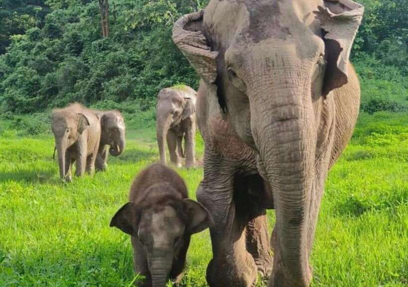 Chiang Mai | TeeTee Elephant Home Elephant Care Half-Day - Tee Tee Elephant Home near Kuet Chang: what kind of day is this?