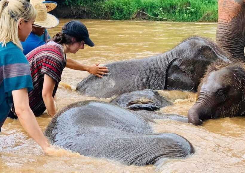 Chiang Mai | TeeTee Elephant Home Elephant Care Half-Day - Wildlife viewing plus elephant care: how the time really flows