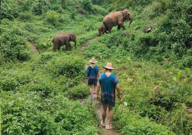 Chiang Mai | TeeTee Elephant Home Elephant Care Half-Day - Price and what you actually get for around $57