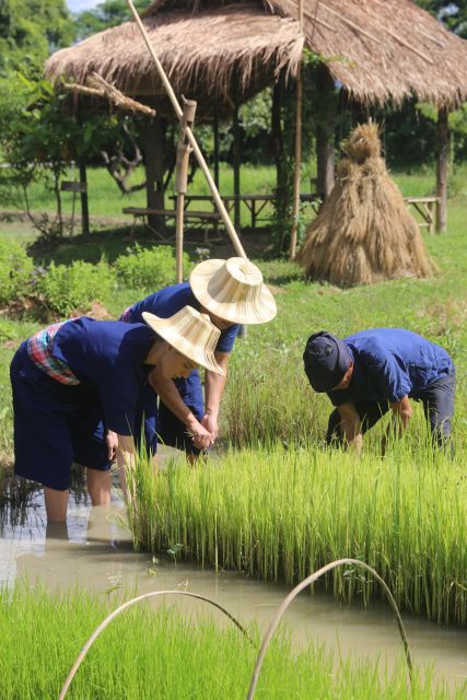 Chiang Mai: Thai Buffalo and Rice Planting Experience - Key takeaways before you go