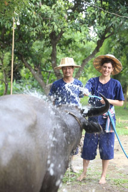 Chiang Mai: Thai Buffalo and Rice Planting Experience - Hang Tueng Farm: buffalo and rice lessons in one short morning