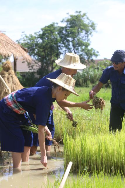 Chiang Mai: Thai Buffalo and Rice Planting Experience - Price and value: is $57 a fair trade in Chiang Mai?