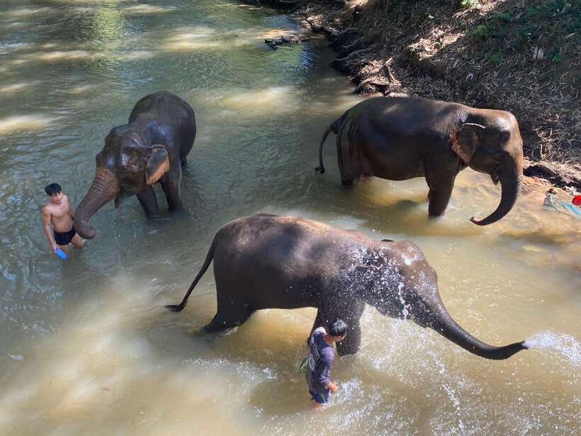 Chiang Mai Untouched Elephant: Nature Walk & Waterfall Trek - Hands-on elephant care: food prep, hand-feeding, and the jungle walk