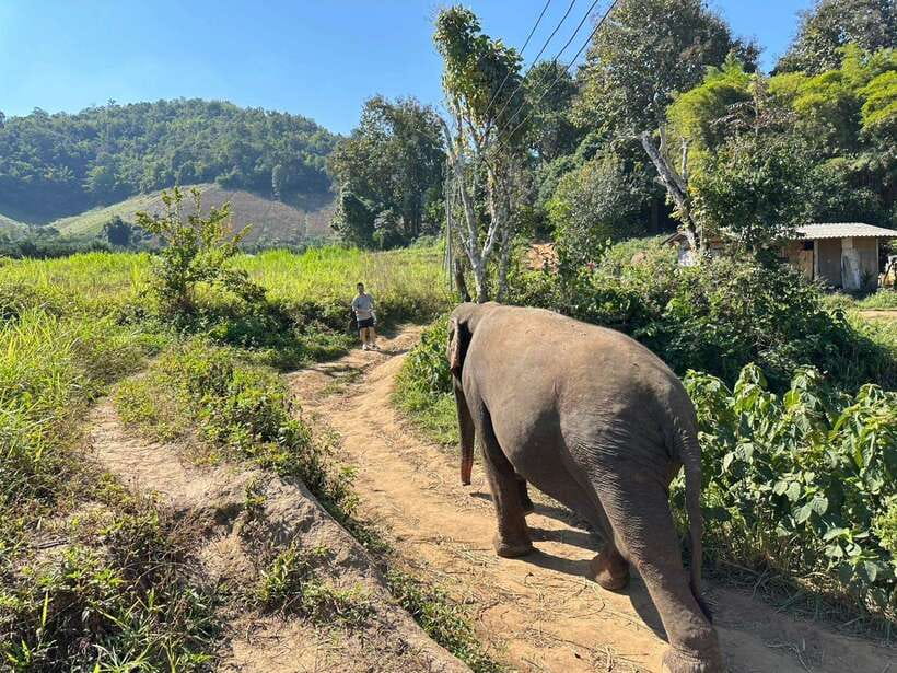 Chiang Mai Untouched Elephant: Nature Walk & Waterfall Trek - River mud spa and bath time: the part you should plan for