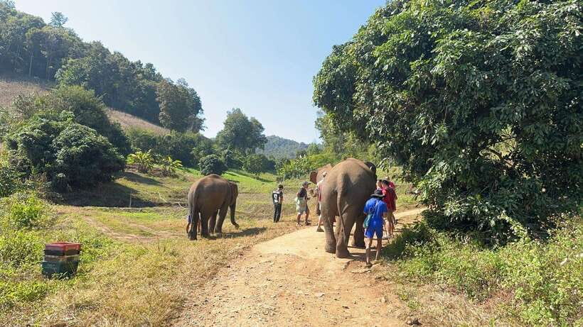 Chiang Mai Untouched Elephant: Nature Walk & Waterfall Trek - Mae Wang Waterfall walk: pretty scenery, sometimes crowded