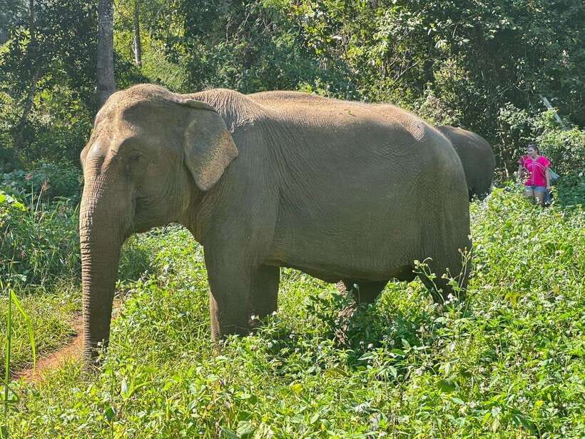 Chiang Mai Untouched Elephant: Nature Walk & Waterfall Trek - Lunch in a hill-tribe home and an afternoon with real village rhythm