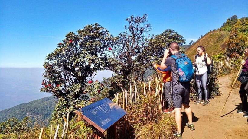 Chiang Mai:Doi Inthanon National Park & Hike at Kew Mae Pan - Key highlights worth your attention