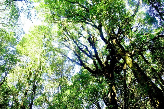 Doi Inthanon National Park, Waterfall & Royal Project Day Tour From Chiang Mai - Royal King and Queen Chedis: Panoramas and Strict (But Easy) Dress Rules