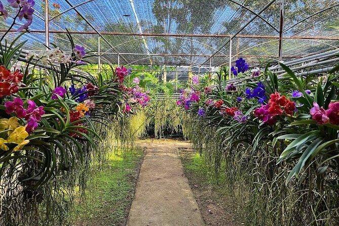 Doi Suthep Temple, Pha Lat Temple, Sticky Waterfall, Orchid farm - Lunch included: fueling up without hunting for a restaurant