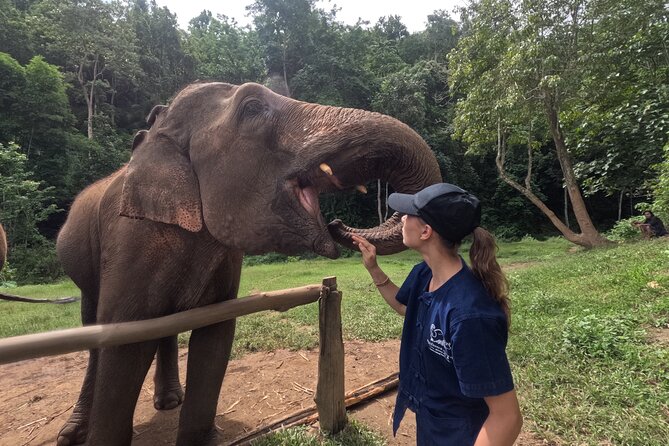Elephant care program at CHIANGMAI ELEPHANT CARE - Key highlights worth circling