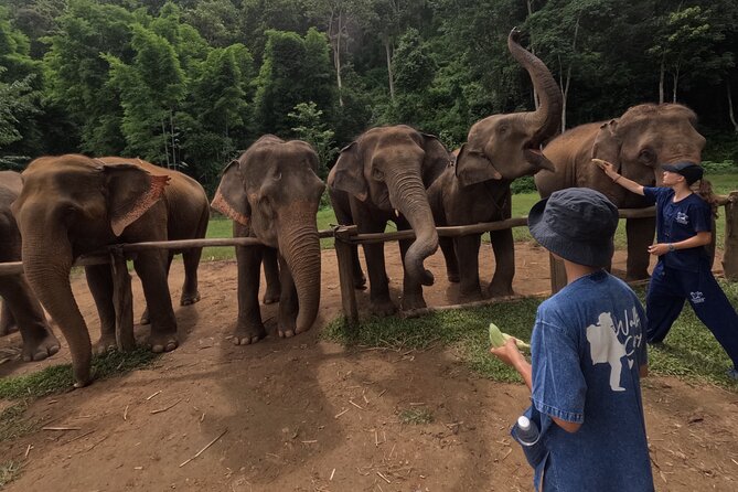 Elephant care program at CHIANGMAI ELEPHANT CARE - What to pack: the real-world list for elephants and countryside