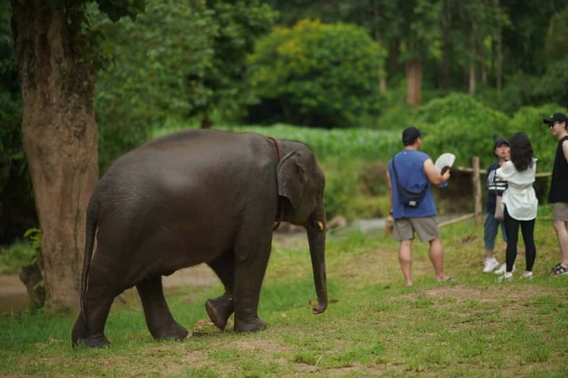 Elephant Habitat Park Feeding Entry & Rafting Van Transfer - Elephant Bathing (Afternoon): Mud Baths Make Sense
