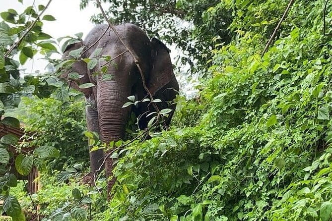 Elephant Sanctuary, Wat Ban Den & Sticky Waterfall - Key highlights at a glance