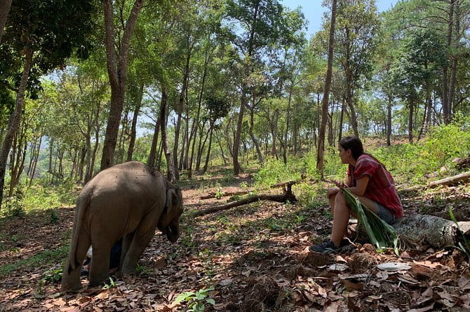 Elephant Sanctuary, Wat Ban Den & Sticky Waterfall - Your guide and the small-group rhythm in Chiang Mai