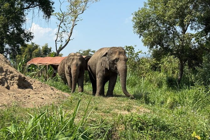 Elephant Sanctuary, Wat Ban Den & Sticky Waterfall - Bua Tong Sticky Waterfall: how the climb works and what to wear