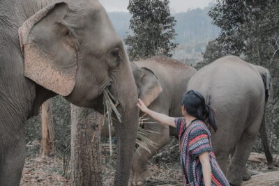 Elephant Sanctuary + Waterfall + Bamboo Rafting One Day Trip - Stop 1: Mae Wang Elephant Sanctuary for feeding and up-close learning