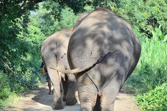 Experience Elephant Sanctuary + Sticky Waterfall - Key highlights to notice before you go