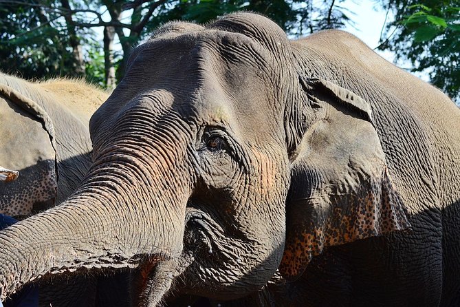 Experience Elephant Sanctuary + Sticky Waterfall - A tidy 8:00 AM start that turns into two big moments