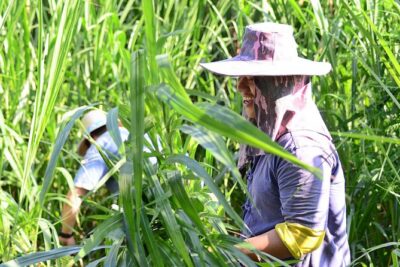 Experience Elephant Sanctuary + Sticky Waterfall - Private transport in Chiang Mai: smoother than it sounds