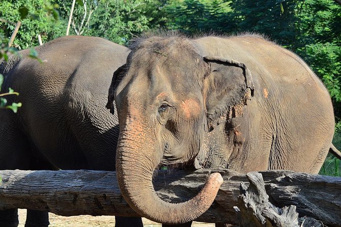 Experience Elephant Sanctuary + Sticky Waterfall - What you’ll actually do with the elephants