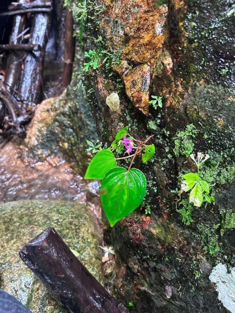 From Chiang Mai: Doi Saket Hiking Tour with Lunch - Price and Value: Why $57 Can Make Sense Here