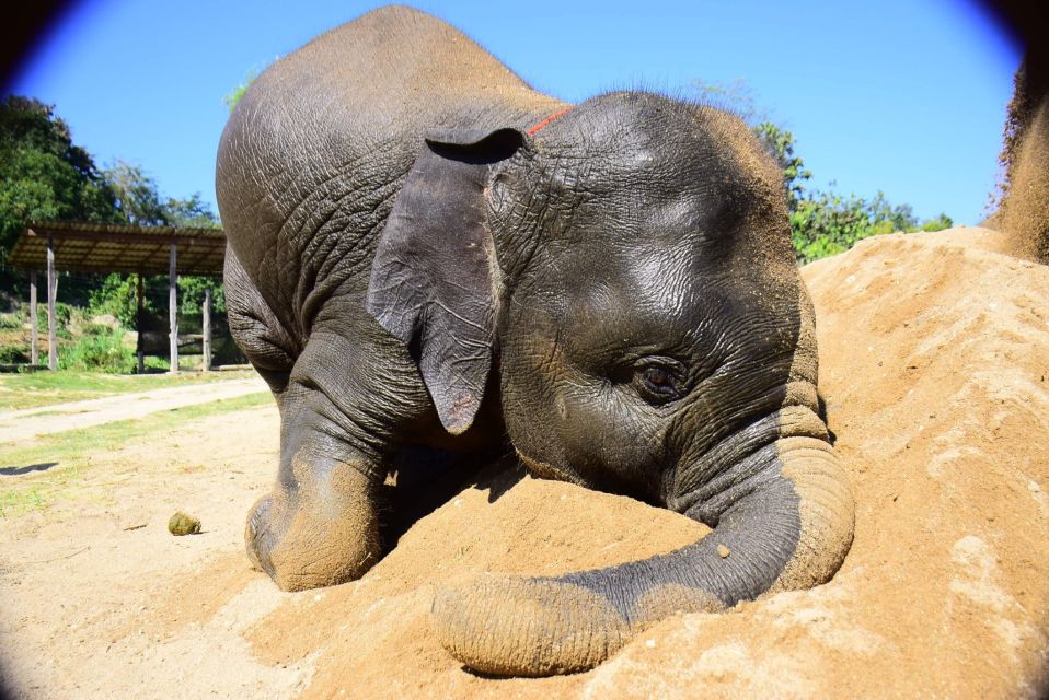 From Chiang Mai: Elephant Care Program and Nursery Tour - Key things that make this tour worth your time