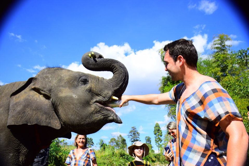 From Chiang Mai: Elephant Care Program and Nursery Tour - First contact: feeding rescued elephants and learning their behavior