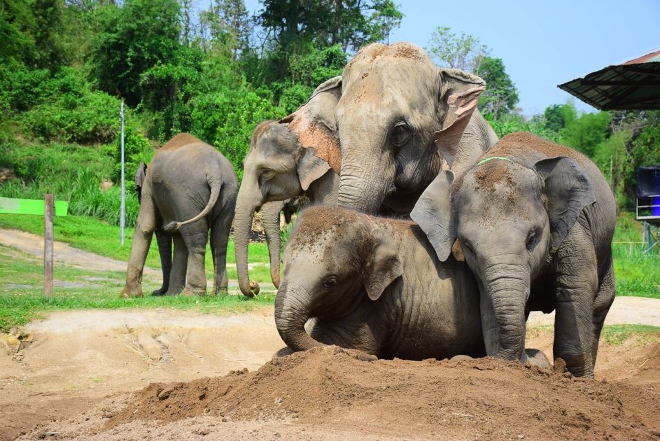 From Chiang Mai: Elephant Care Program and Nursery Tour - Guides and the real day-to-day feel: what to watch for