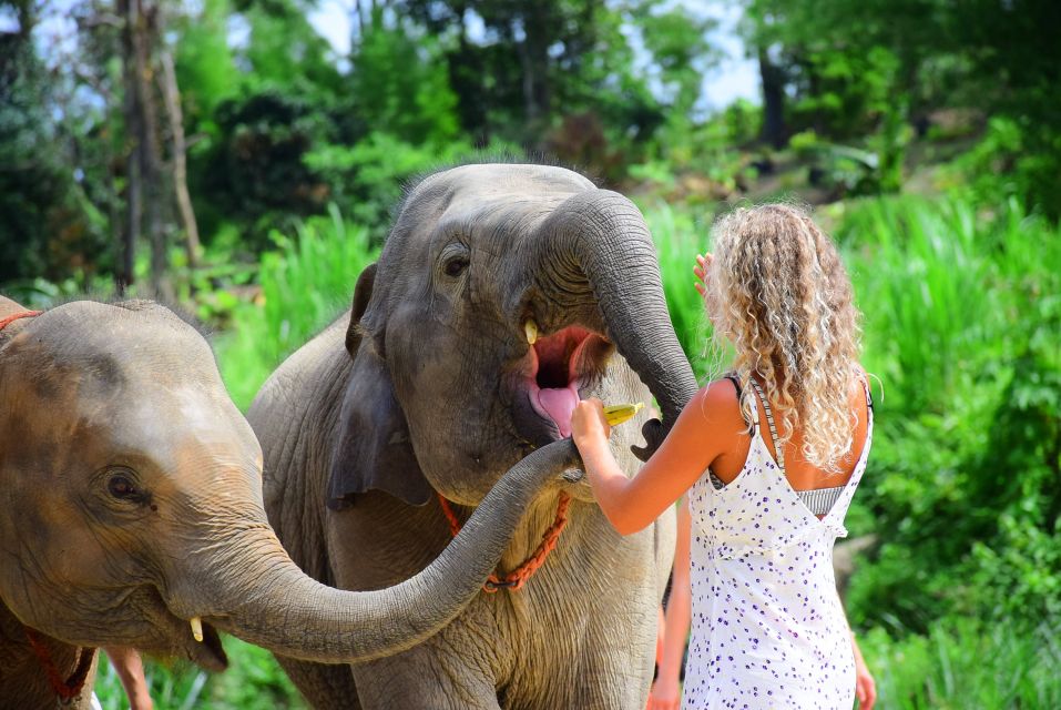 From Chiang Mai: Elephant Care Program and Nursery Tour - Photos, souvenirs, and optional add-ons