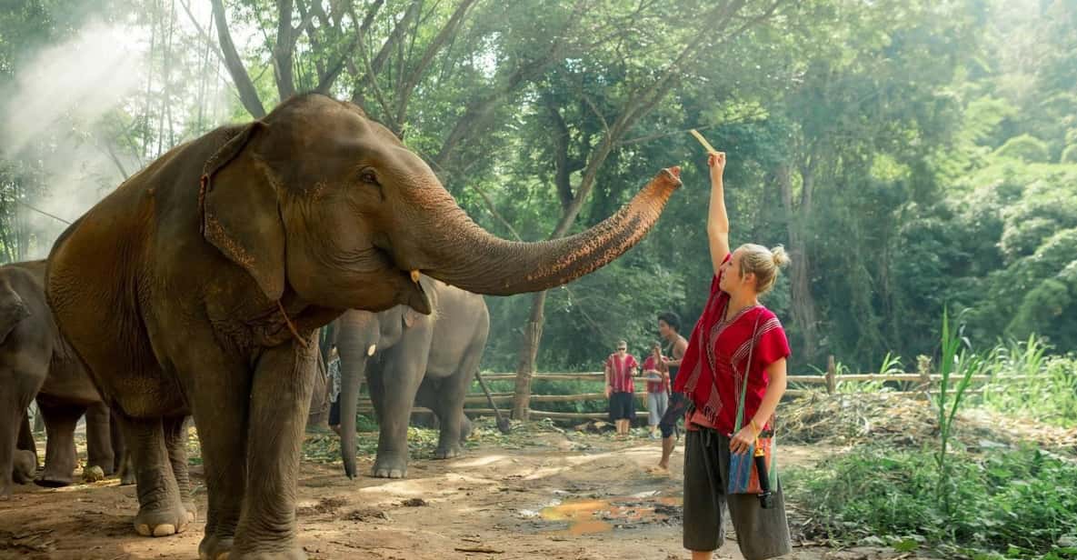 From Chiang Mai: Kerchor Eco Elephant Park Tour - Feeding baby elephants and walking together