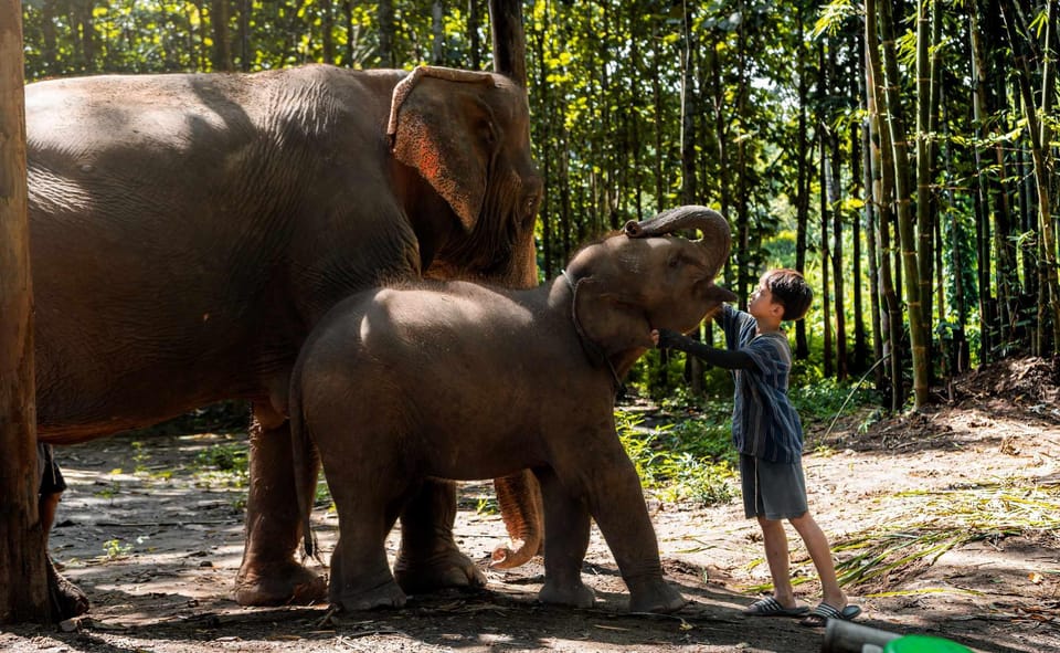 From Chiang Mai: Kerchor Eco Elephant Park Tour - Mud baths and stream bathing: how messy, how safe, and how to prep