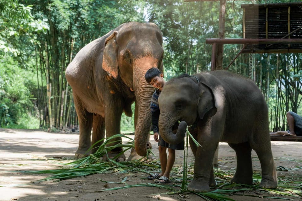 From Chiang Mai: Kerchor Eco Elephant Park Tour - The park’s eco approach: what you learn (and why it matters)