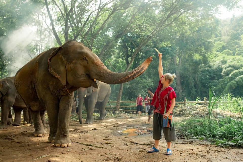 From Chiang Mai: Kerchor Eco Elephant Park Tour - Lunch in the park: included Thai meal, variable quality