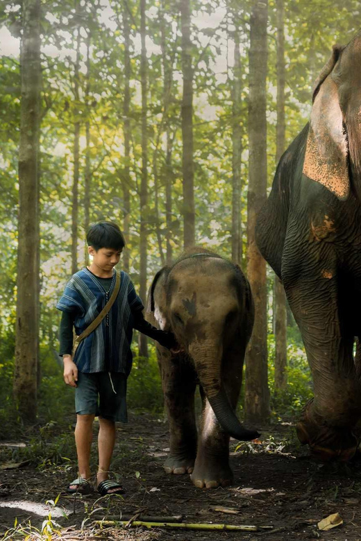 From Chiang Mai: Kerchor Eco Elephant Park Tour - Price and value: is $48 worth your time?