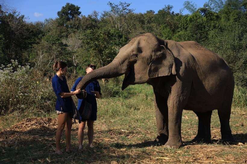 From Chiang Mai: Living Green Elephant Sanctuary Tour - Why Living Green Elephant Sanctuary feels different from the usual Chiang Mai elephant day