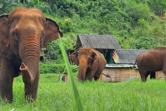 Full Day Experience at Ran-Tong Save & Rescue Elephant Centre - Key highlights you’ll actually use
