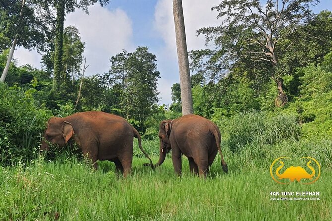 Full Day Experience at Ran-Tong Save & Rescue Elephant Centre - Getting to Mae Taeng: pickup, drive time, and a full-day rhythm